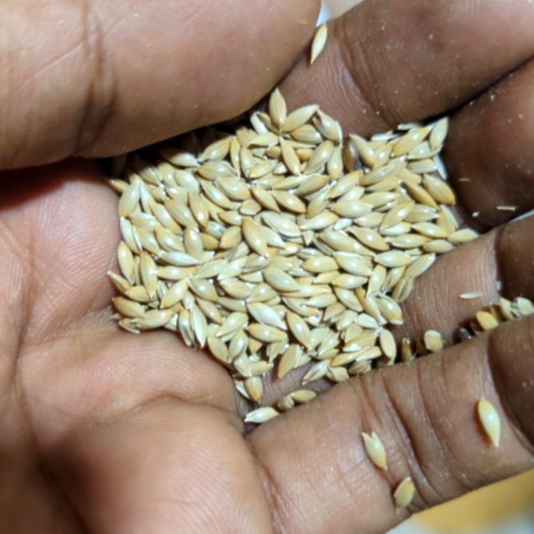 canary seed for birds