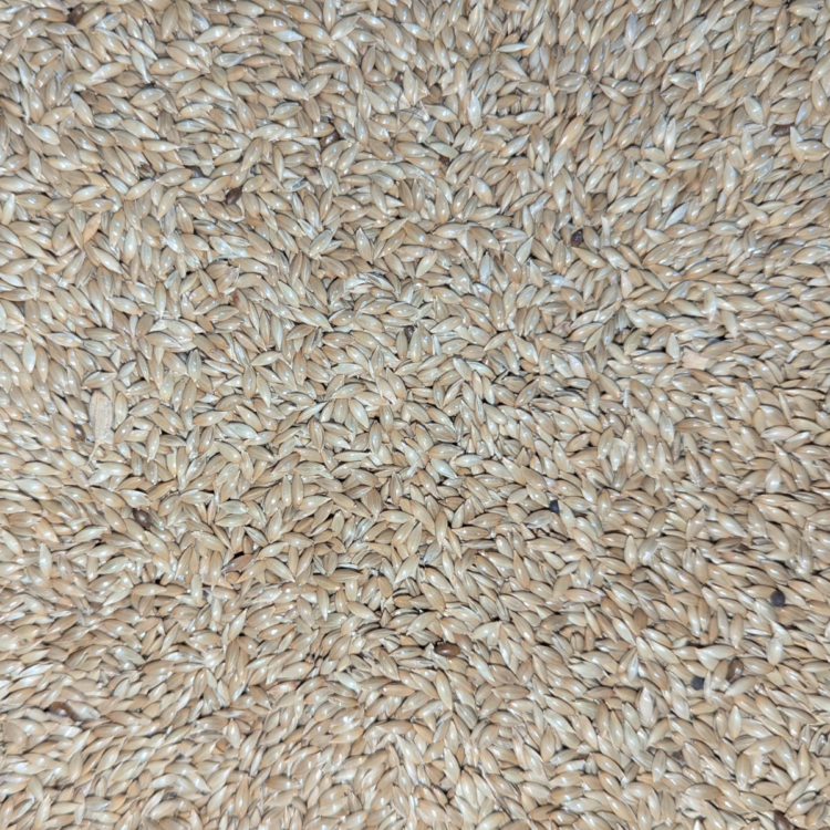 canary seed for birds