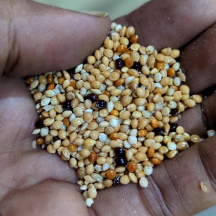 Millet mix for birds