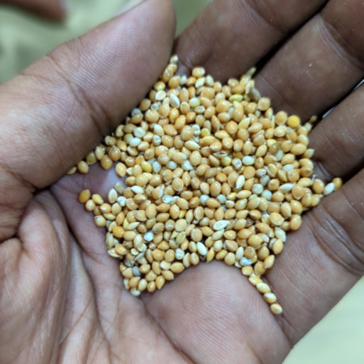 Yellow Millet for Birds
