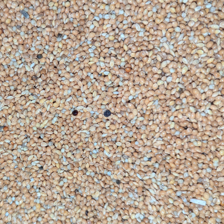 Yellow Millet for Birds