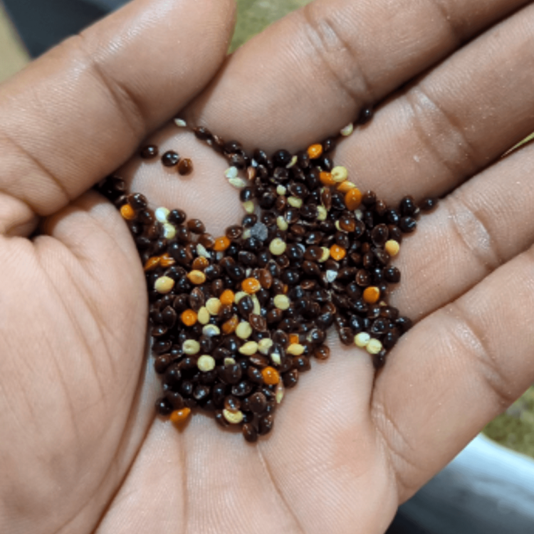 Black Millet for Birds 1