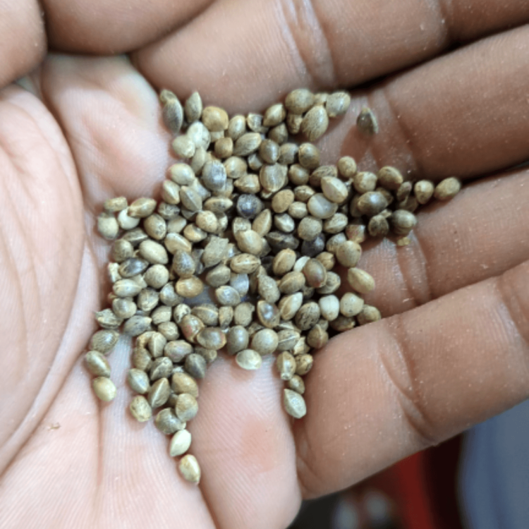 Hemp Seeds for Birds 1