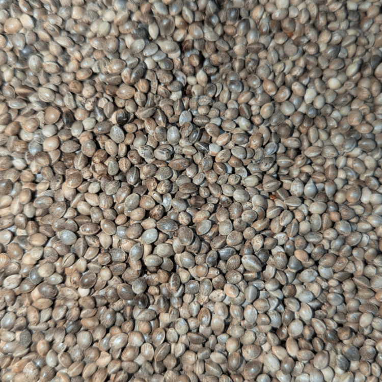 Hemp Seeds for Birds 2