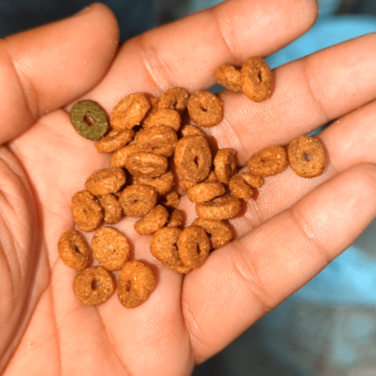 Repack Mixed Cat Food - High Quality Crunchy Combo (1kg)