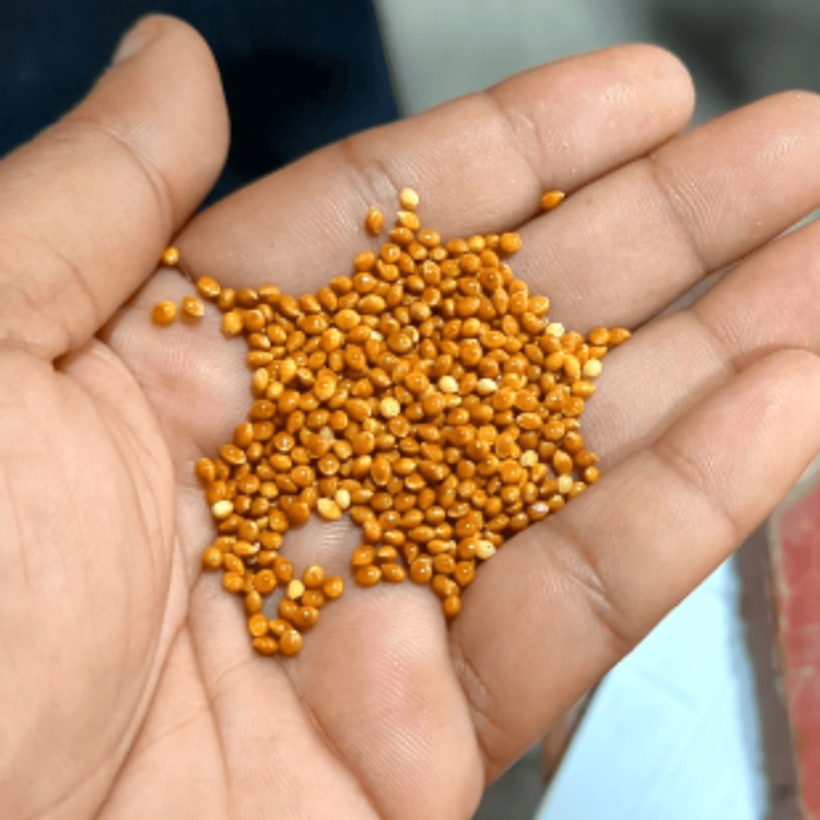 Red Millet for Birds 1